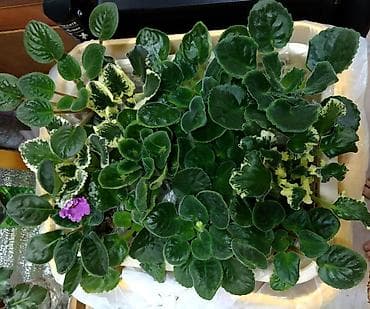 Комнатные розы: В продаже крупные детки и стартеры, взрослые сортовые фиалки, Отправка — 2