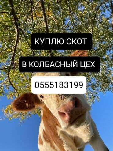 Куплю | Коровы, быки, Лошади, кони | Круглосуточно, Любое состояние, Забитый