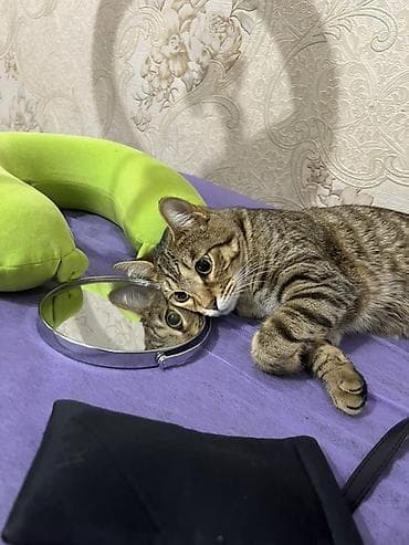 Башка жаныбарлар: 1 жаш, Ургаачы, Лотокко барууга үйрөтүлгөн — 2