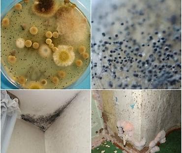 Дезинфекция, дезинсекция: Дезинфекция, дезинсекция, | Вирусы, микробы, | Квартиры — 4