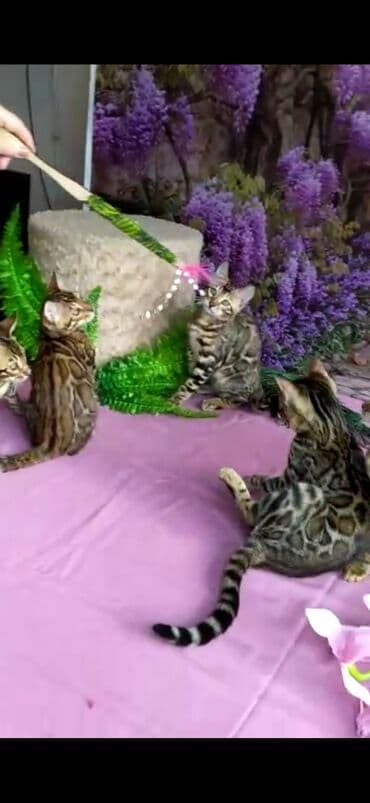 новорожденные котята: Бенгальские котята Проф.Питомник Бен Гла Мур предлагает.чудесных — 6