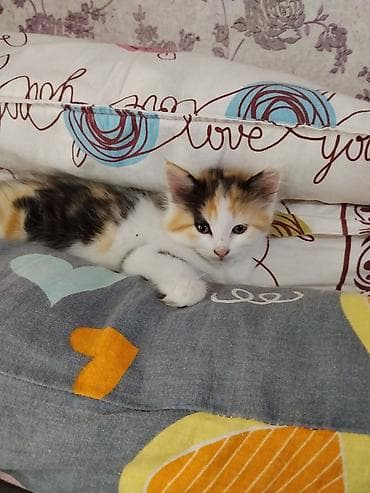 ангорская кошка: Кошка даром: Ангорская, 2 месяца, Девочка, Приучена к лотку — 3