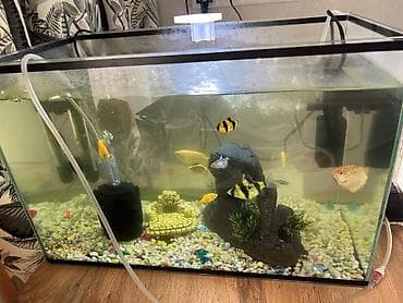 коня: 14 рыб и 4 сомика Корм и аквариум в подарок Торг есть срочно — 2