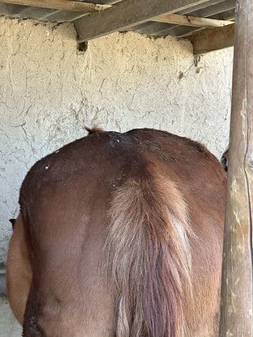 продажа домашних животных: Продаю | Конь (самец), Жеребенок, Жеребец | Дончак | Для молока, Для разведения, Конный спорт | Племенные — 2