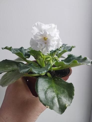 Фиалки и глоксинии: Продаю фиалки есть детки — 1