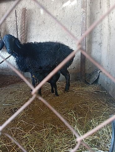 Продаю | Овца (самка) | Для разведения | Матка