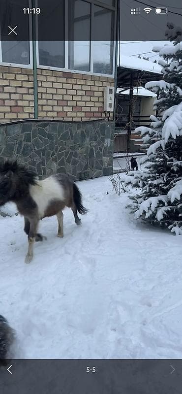 мустанг лошадь купить: Продаю | Конь (самец), Жеребец | Для разведения, Рабочий, Конный спорт | Племенные, Осеменитель — 5