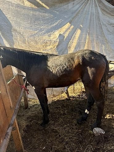 куда можно отдать собаку в бишкеке: Продаю | Кобыла (самка) | Полукровка | Рабочий — 2