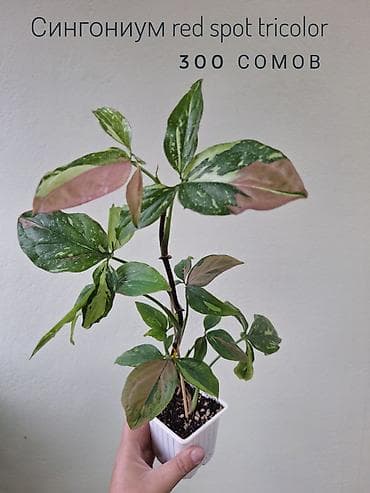 милионник: 🌿 Комнатные растения/цветы (детки/молодые растения). 🪴 Названия и цены — 3