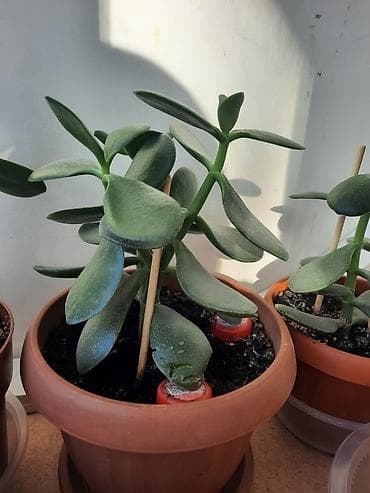 Уход и хранение одежды: Денежное дерево приносит благополучие в дом, где растет, хорошо — 5