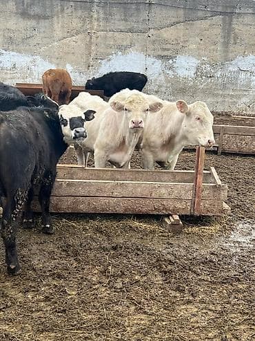 беркут птица: Продаю | Бык (самец) | На откорм — 3