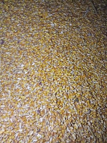 брама корооз: Продается кукуруза 🌽🌽🌽КРИСТАЛИК — 3