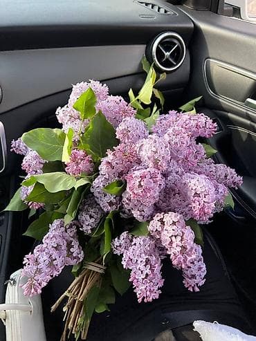 гулдо: 🌸 Сирень в продаже! 🌸 Свежая, ароматная и невероятно нежная сирень — 2