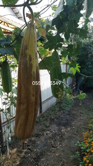 семечка тыквы: Семена овощей: Люффа, Самовывоз — 7