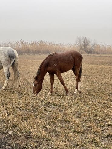доберман фото щенки цена: Продаю | Кобыла (самка) — 5