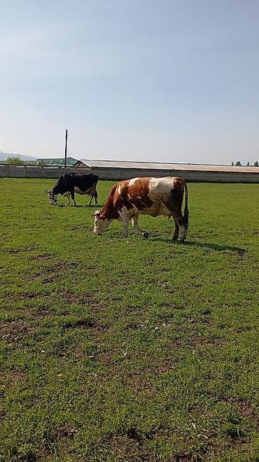 сом рыба: Продаю | Корова (самка) | Для молока | После отела — 7