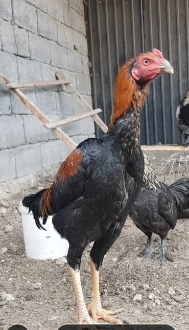 купить собаку шпица недорого: Дакан шамо петушки ( обмен не интересуют ) — 3