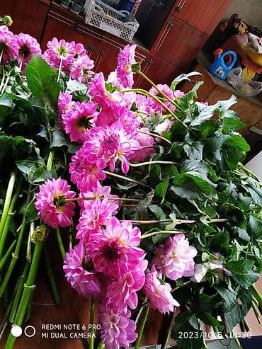 цвети: Георгины декоративные срезочные, сорт с крупными шаровидными бутонами — 4