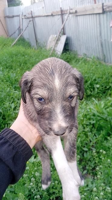 щенки фокстерьера: Тайган, 1 месяц, Самец — 2