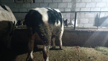 Продаю | Бык (самец) | На откорм | Привязанные