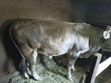 продаю породистых коров: Продаю | Бык (самец) | На откорм | Привязанные — 3