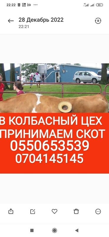 продаю в связи с переездом: Куплю | Коровы, быки, Лошади, кони | Круглосуточно, Любое состояние, Забитый — 1