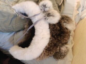 шапка с ушками которые поднимаются купить: Шапка, Ушанка, Соболь, Зима, С помпоном — 1