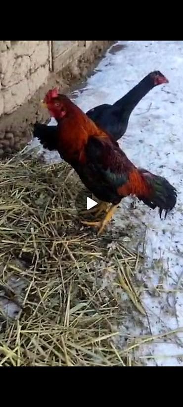 Зоотовары: Продаю | Петух | Бойцовая | Для разведения — 2