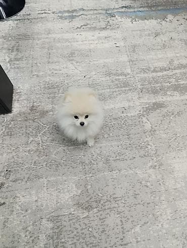 купить щенка: Шпиц, 4 месяца, Самец, С прививкой, С родословной — 5