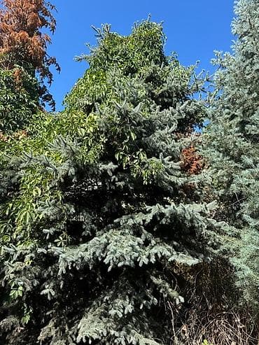 сеянцы голубой ели: Ель голубая (Picea pungens, «голубая ель») для ландшафтного — 6