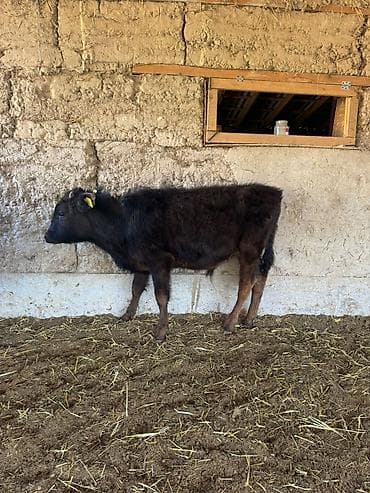 жаны асый: Сатам | Бука (эркек) | Бордоп семиртүү үчүн — 7