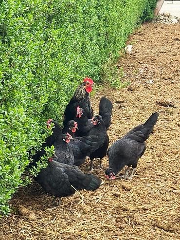 сколько стоит фазан живой: Продаю | Куры | Для разведения — 2