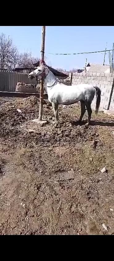 Продаю | Конь (самец) | Полукровка | Для разведения at lalafo.kg Продаю | Конь (самец) | Полукровка | Для разведения