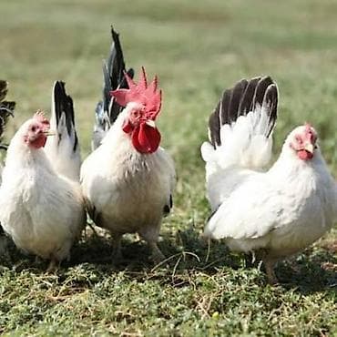 хатико собака: Продаются цыплата Карликовых Декоративных кур КохинХины • Белые • — 4