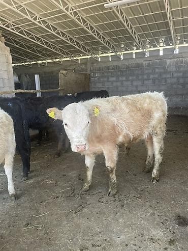 голова корова: Продаю | Бык (самец) | Шароле | На откорм — 1