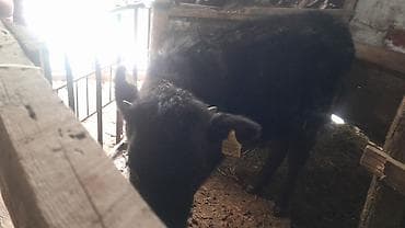 мел для животных: Продаю | Тёлка | На откорм | Привязанные — 4