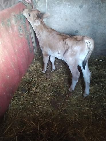 телёнок швиц: Продаю | Музоо, торпок | Полукровка | На откорм — 1