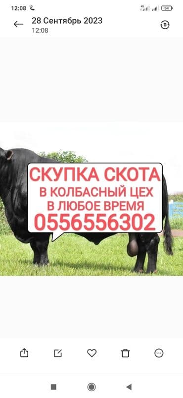 Куплю | Коровы, быки, Лошади, кони | Круглосуточно, Любое состояние, Забитый at lalafo.kg Куплю | Коровы, быки, Лошади, кони | Круглосуточно, Любое состояние, Забитый