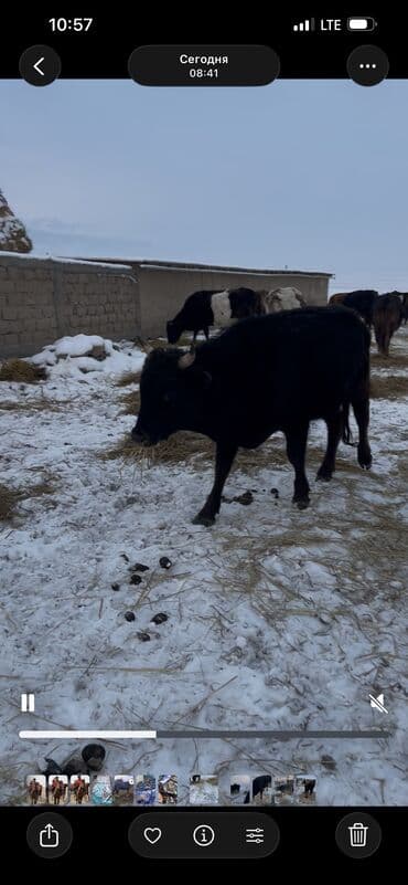 аксессуары для животных: Продаю | Бык (самец) | Полукровка, Абердин-ангус | На откорм, Для разведения | Племенные — 5