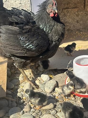 Продаю | Куры, Цыплята | Для разведения