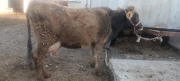 Продаю | Корова (самка) | Полукровка | Для молока
