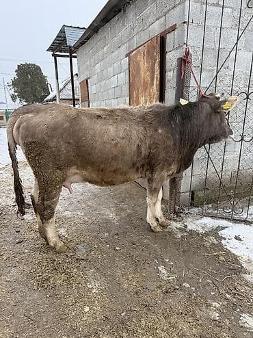 животные собаки: Продаю | Тёлка | Швицкая | Для молока | Стельные — 3