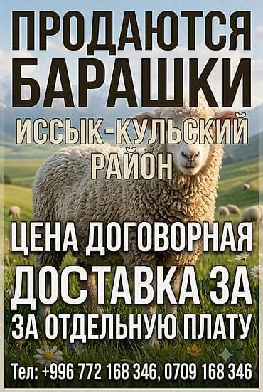 Продаю | Баран (самец) at lalafo.kg Продаю | Баран (самец)