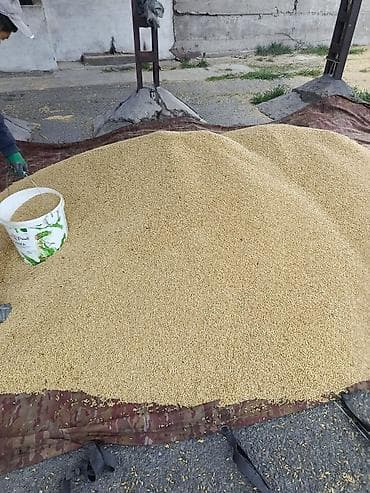 мясо индоутки: Ячмен Пшено (зерно проса), очищенное Описание: - Натуральное зерно — 1