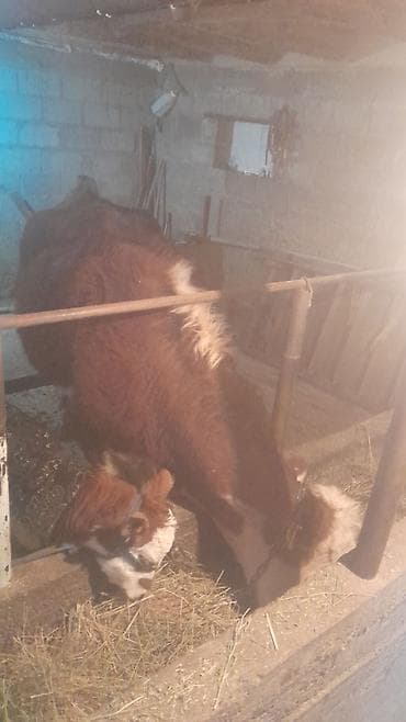 кролик калифорния: Продаю | Корова (самка) | Полукровка | Для разведения | После отела — 9