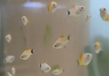 малек карп амур: Рыбки аквариумные, барбусы, цвет есть только зеленный. цена оптом и в — 7