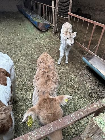 А/ч жаныбарлары үчүн тоюттар: Сатам | Кунаажын | Көбөйтүү үчүн | Кунажын — 5