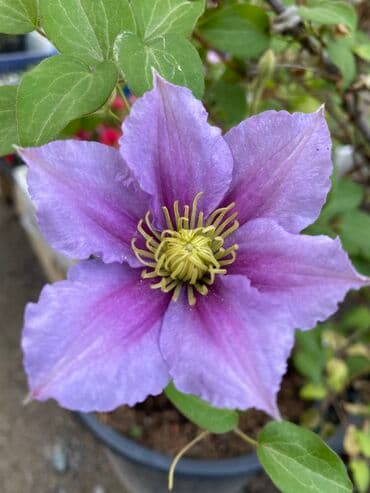 где купить семена павловнии: Продаю клематисы! Большие цветущие кусты. Сорта : - Тудор - Вилл де — 6