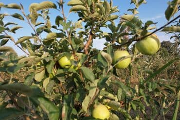 купить семена цветов в бишкеке: 🌳 Продается яблоневый сад – 6 гектаров 🍏 📍 Местоположение: село — 6