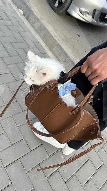 булан животное: Ангорская, 2 года, Девочка, Белый, Приучена к лотку, Проглистована, С прививками — 1